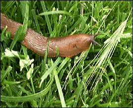 Welsh slugs play music
And Belle (dog) will take 
you for a walk